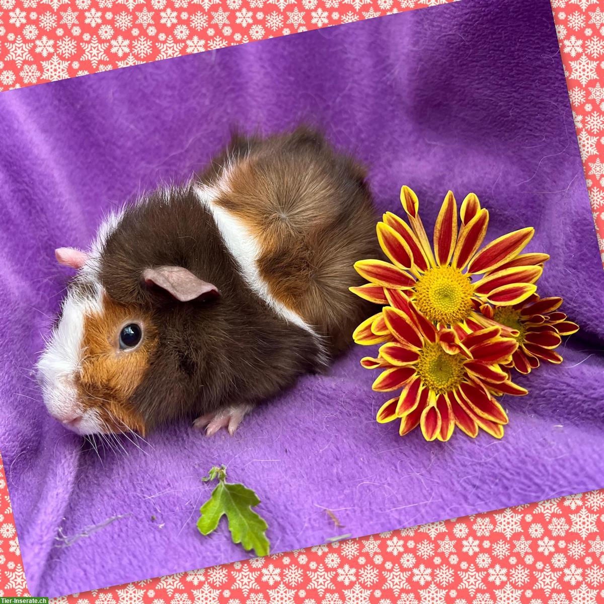 Junge Meerschweinchen, Rosette und CH Teddy, aus Zucht