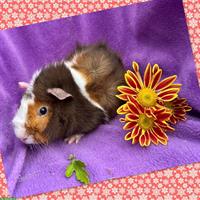 Junge Meerschweinchen, Rosette und CH Teddy, aus Zucht