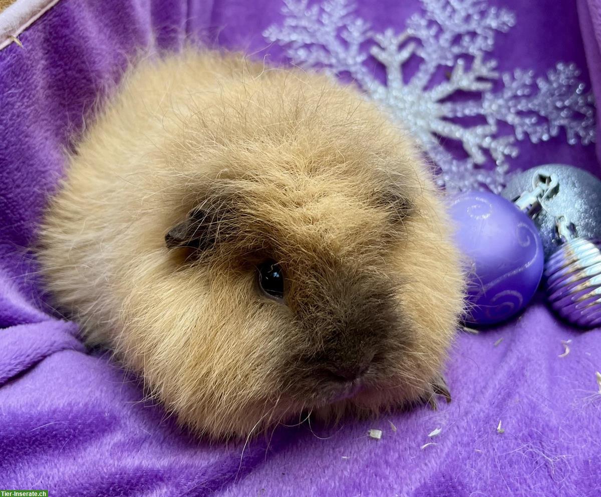 Bild 10: Junge Meerschweinchen, Rosette und CH Teddy, aus Zucht