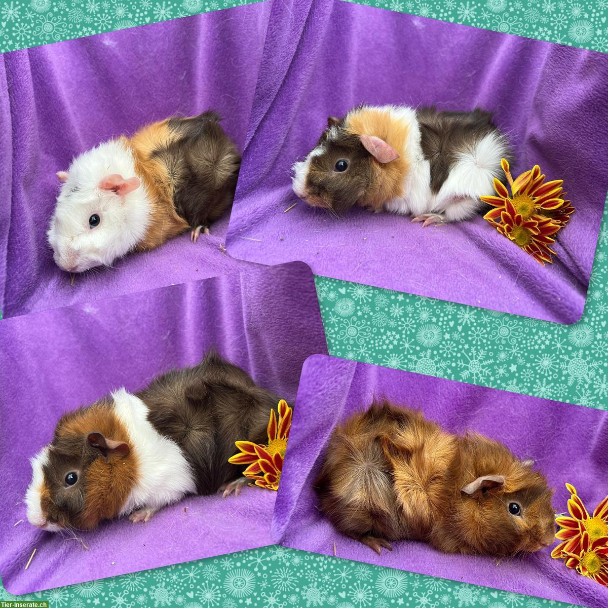 Bild 2: Junge Meerschweinchen, Rosette und CH Teddy, aus Zucht