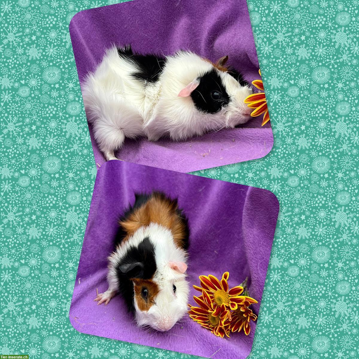 Bild 3: Junge Meerschweinchen, Rosette und CH Teddy, aus Zucht