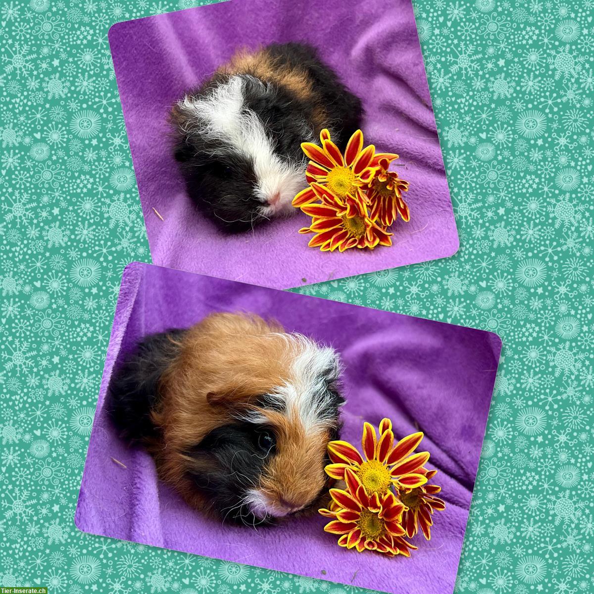 Bild 4: Junge Meerschweinchen, Rosette und CH Teddy, aus Zucht