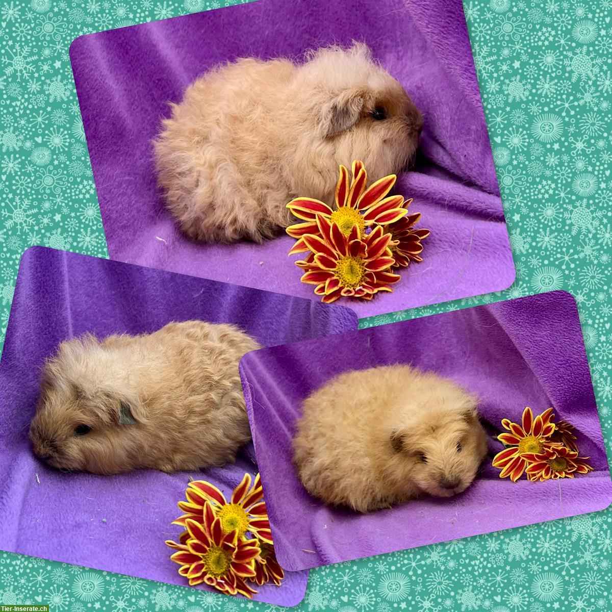 Bild 5: Junge Meerschweinchen, Rosette und CH Teddy, aus Zucht