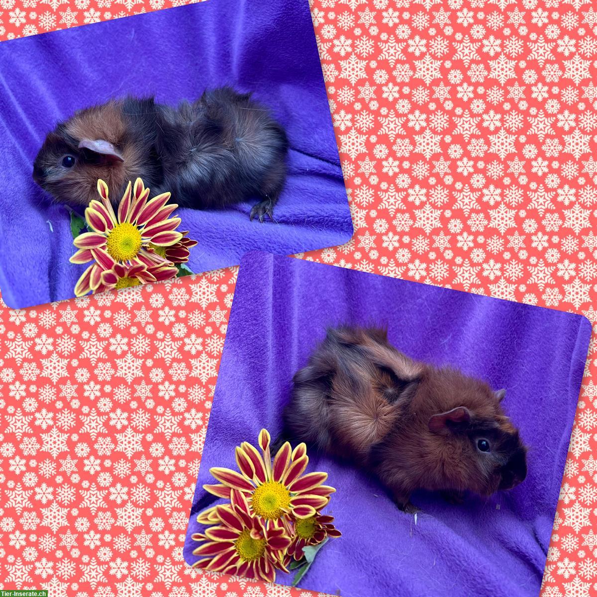 Bild 6: Junge Meerschweinchen, Rosette und CH Teddy, aus Zucht