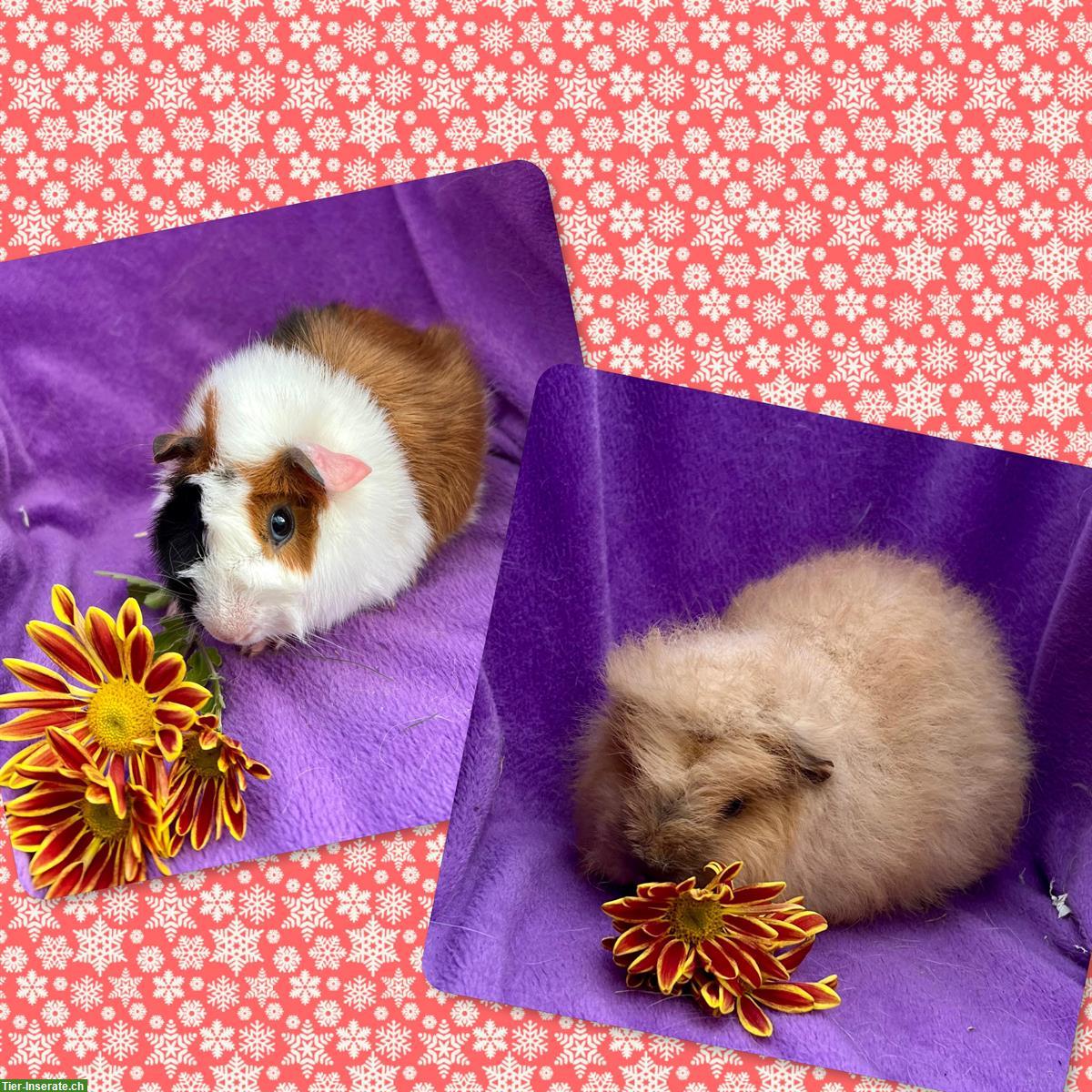 Bild 7: Junge Meerschweinchen, Rosette und CH Teddy, aus Zucht