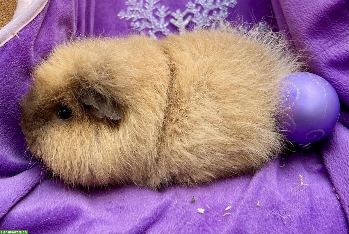 Bild 9: Junge Meerschweinchen, Rosette und CH Teddy, aus Zucht