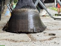 Das Fundament für echte Pferde- und Hufgesundheit