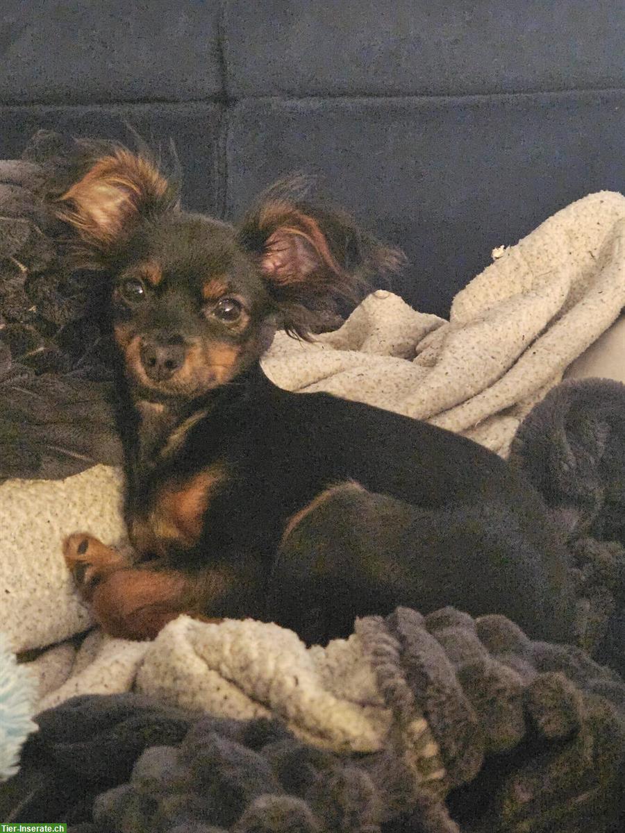 Bild 2: 1-jähriger Zwergpinscher sucht ein neues, liebes Zuhause