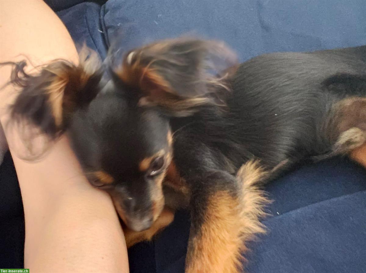 Bild 3: 1-jähriger Zwergpinscher sucht ein neues, liebes Zuhause