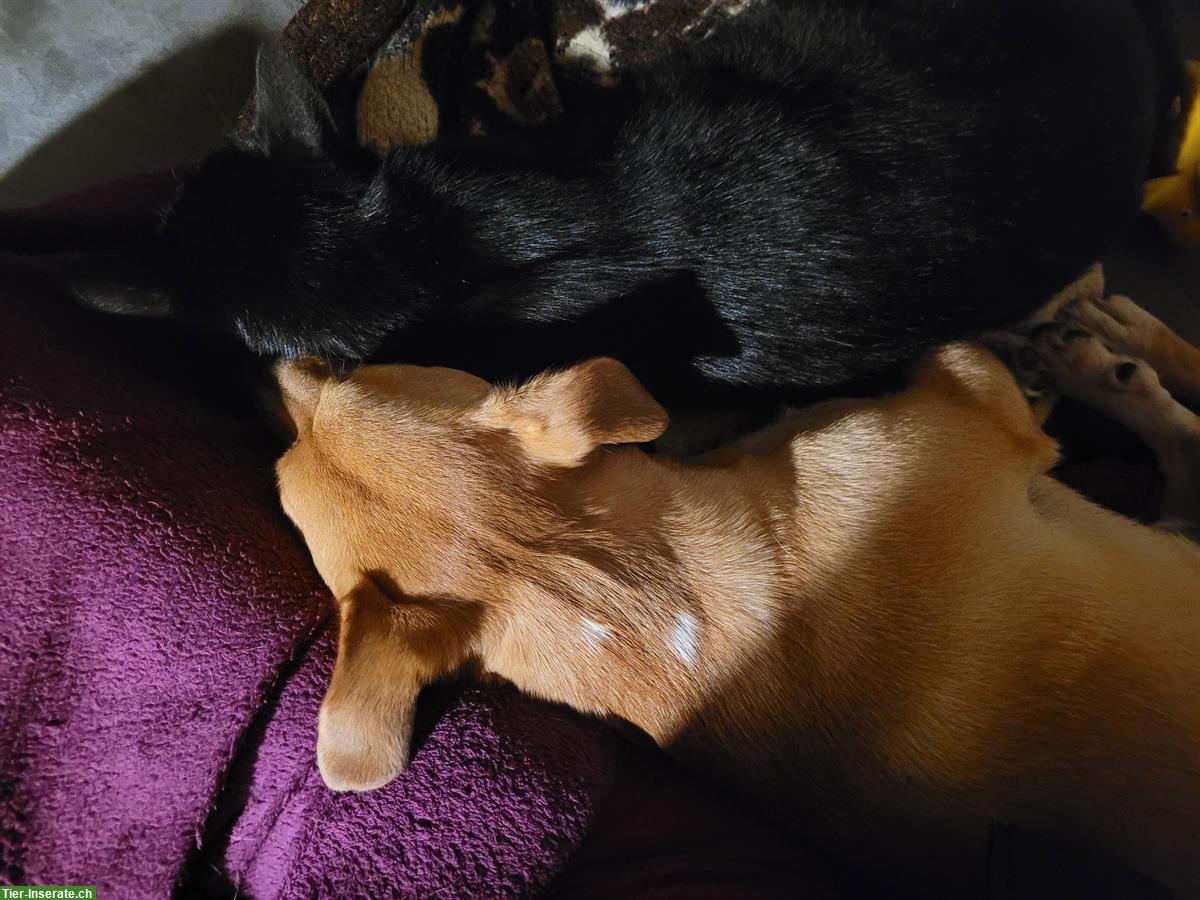 Hund, Katze und ich ;-) suchen Wohnung auf dem Land