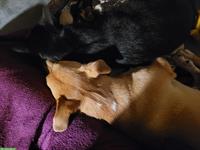 Hund, Katze und ich ;-) suchen Wohnung auf dem Land