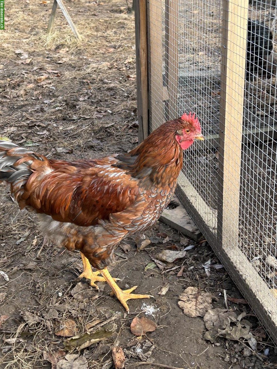 Barnefelder Hahn und Henne zu verkaufen