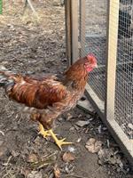 Barnefelder Hahn und Henne zu verkaufen