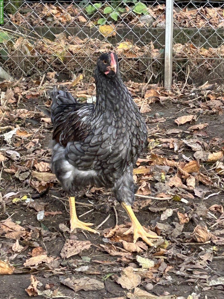 Bild 2: Barnefelder Hahn und Henne zu verkaufen