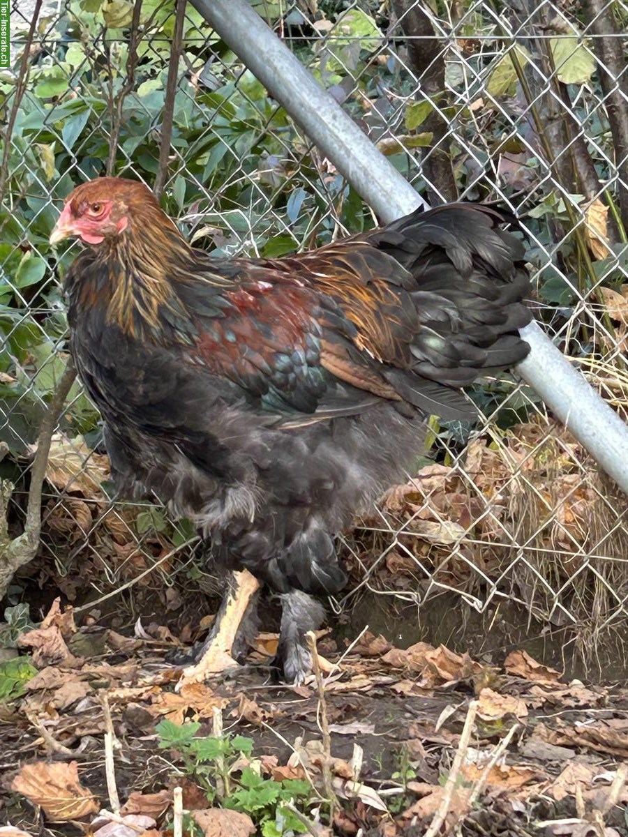 Brahma Hähne / Grossrasse zu verkaufen