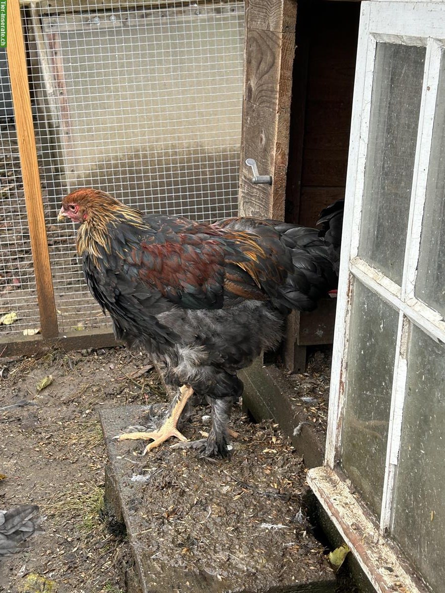 Bild 2: Brahma Hähne / Grossrasse zu verkaufen