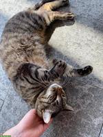 Kater sucht dringend neues Freigang-Zuhause, sehr verschmust