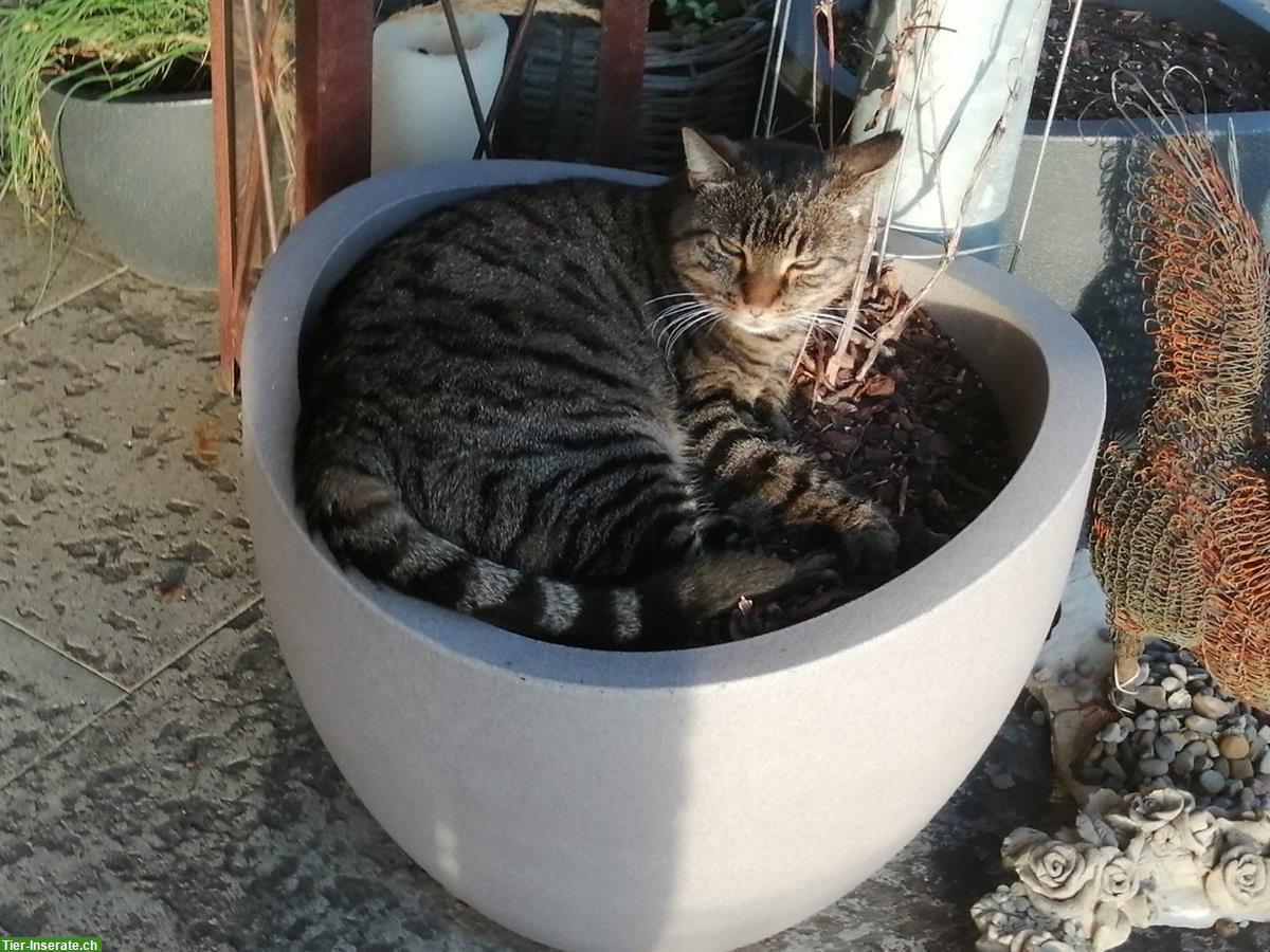 Bild 2: Kater sucht dringend neues Freigang-Zuhause, sehr verschmust