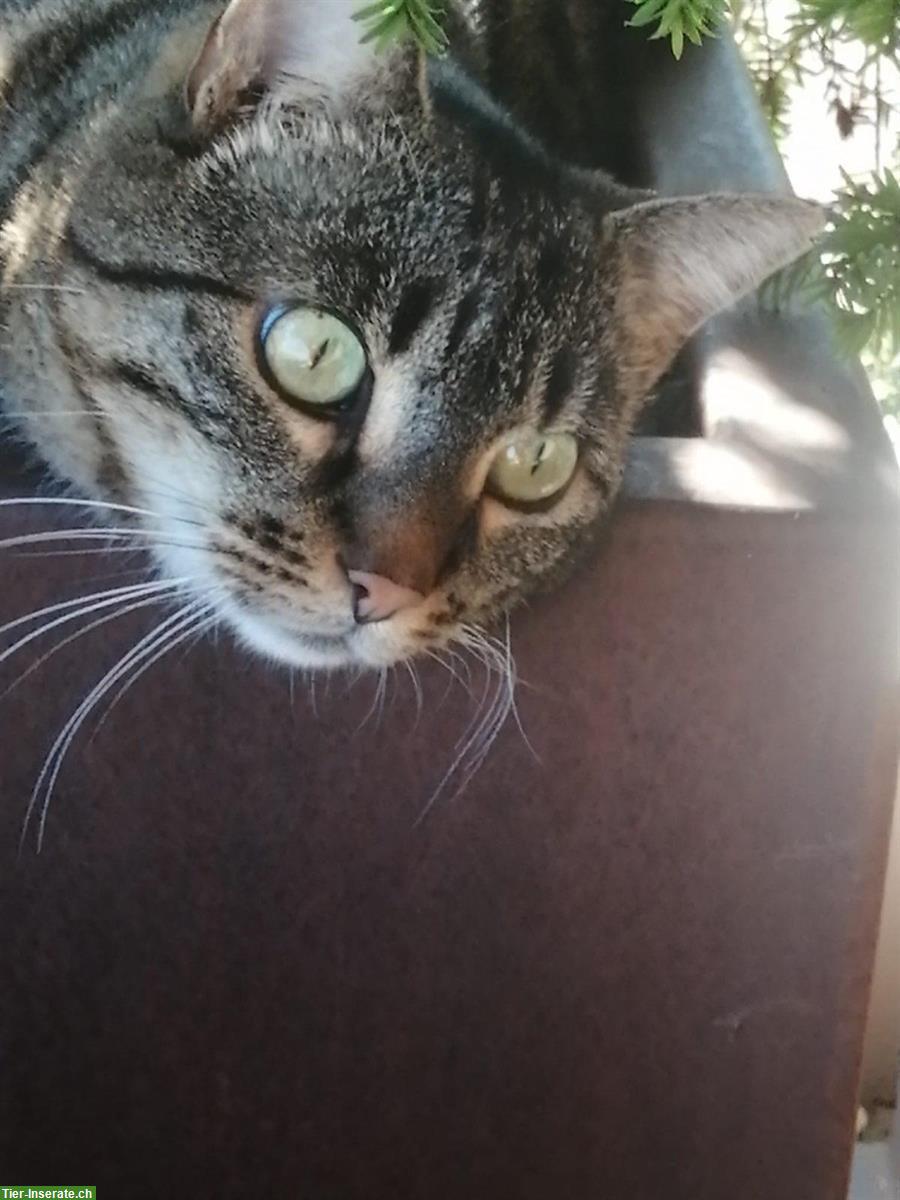 Bild 3: Kater sucht dringend neues Freigang-Zuhause, sehr verschmust