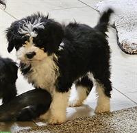 Mini Aussiedoddle x Bichon Frise Welpen