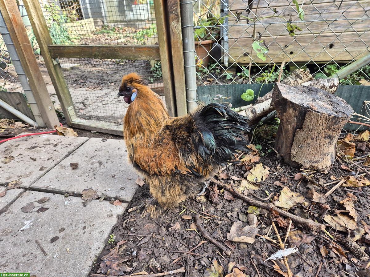 GRATIS: Junger Seidenhuhn-Hahn, kinderfreundlich