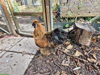 GRATIS: Junger Seidenhuhn-Hahn, kinderfreundlich