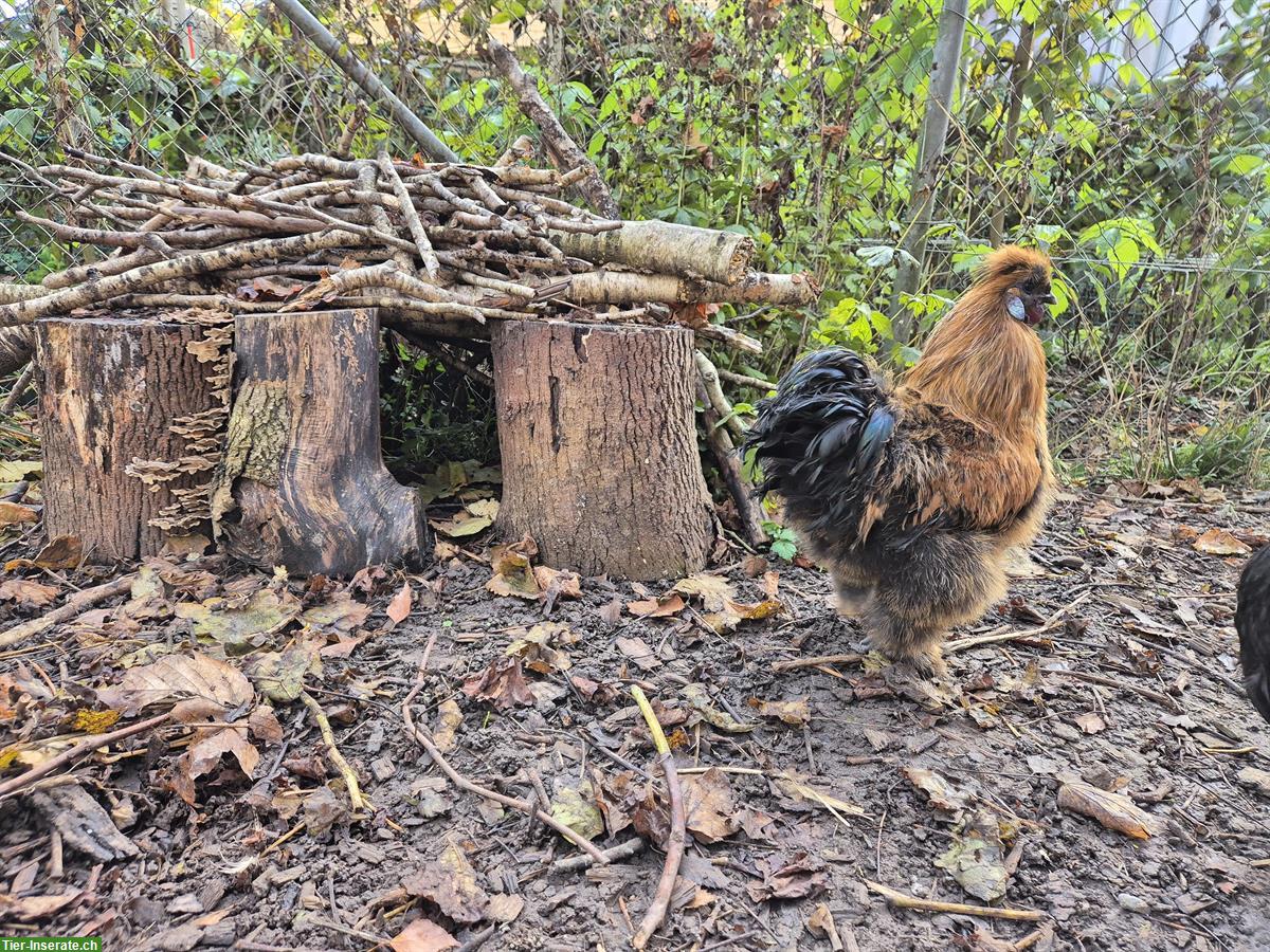 Bild 2: GRATIS: Junger Seidenhuhn-Hahn, kinderfreundlich