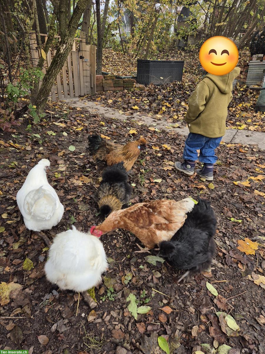 Bild 3: GRATIS: Junger Seidenhuhn-Hahn, kinderfreundlich