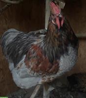 Orpington Hahn, jung und zahm, sucht Hühnerschar