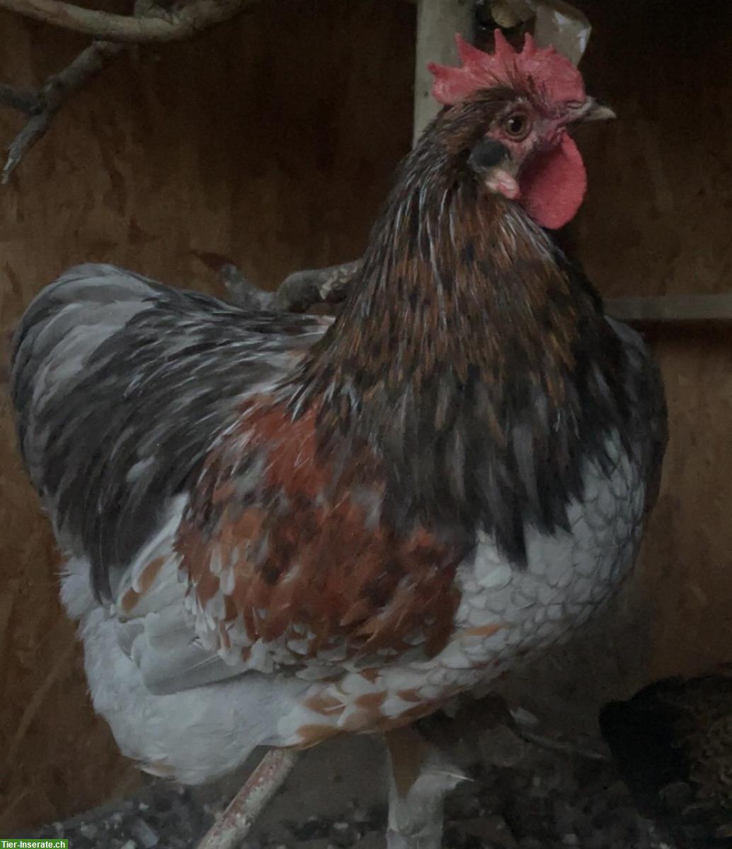 Bild 2: Orpington Hahn, jung und zahm, sucht Hühnerschar