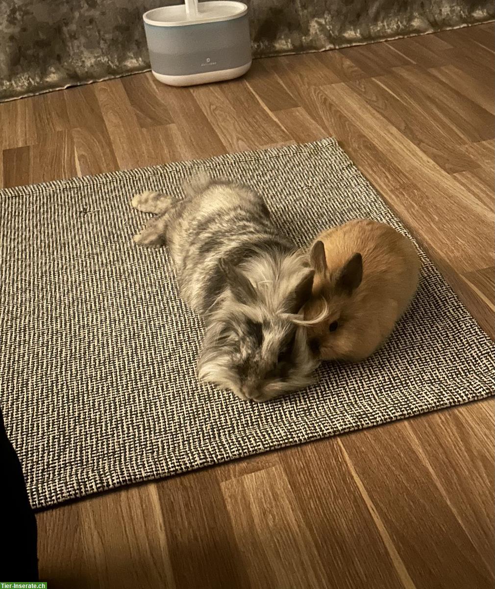 2 Löwenkopf Zwergkaninchen, auch mit Kleintierkäfig