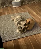 2 Löwenkopf Zwergkaninchen, auch mit Kleintierkäfig