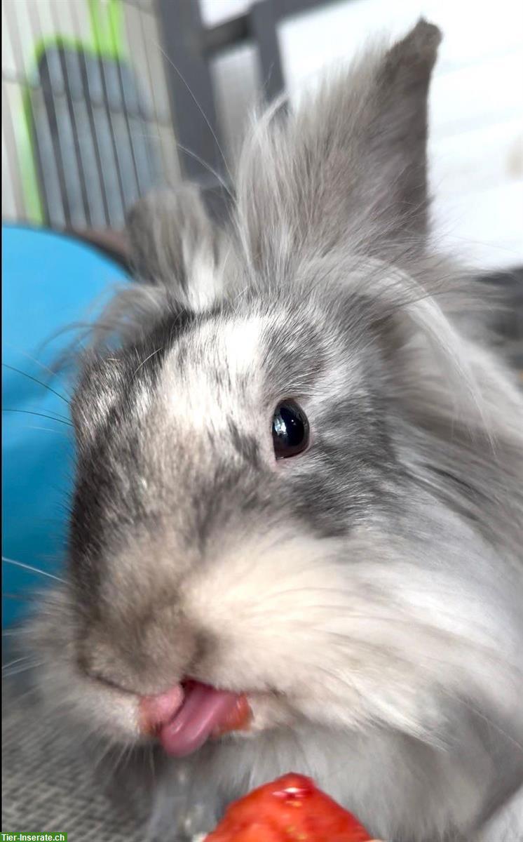 Bild 2: 2 Löwenkopf Zwergkaninchen, auch mit Kleintierkäfig