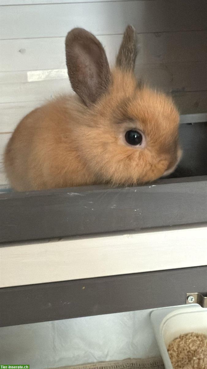 Bild 3: 2 Löwenkopf Zwergkaninchen, auch mit Kleintierkäfig