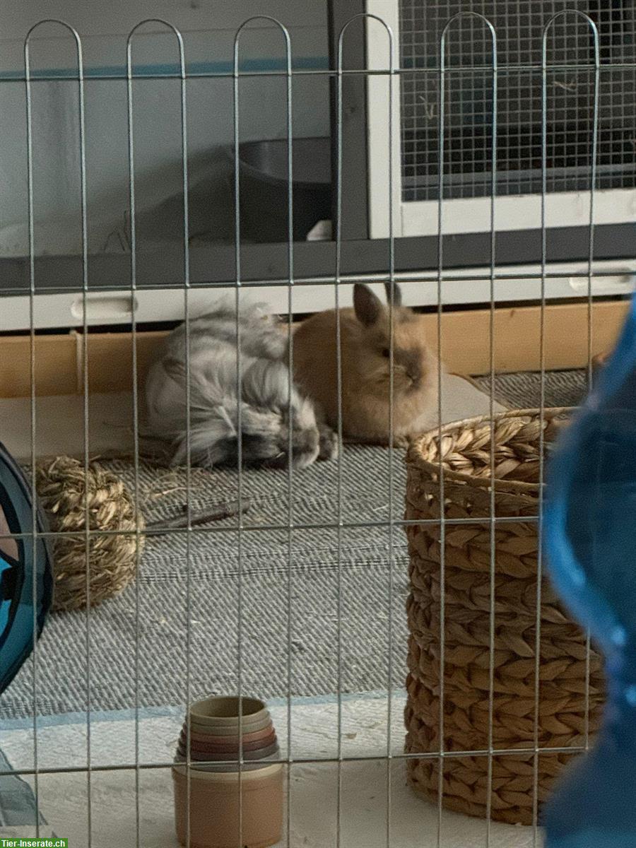 Bild 5: 2 Löwenkopf Zwergkaninchen, auch mit Kleintierkäfig