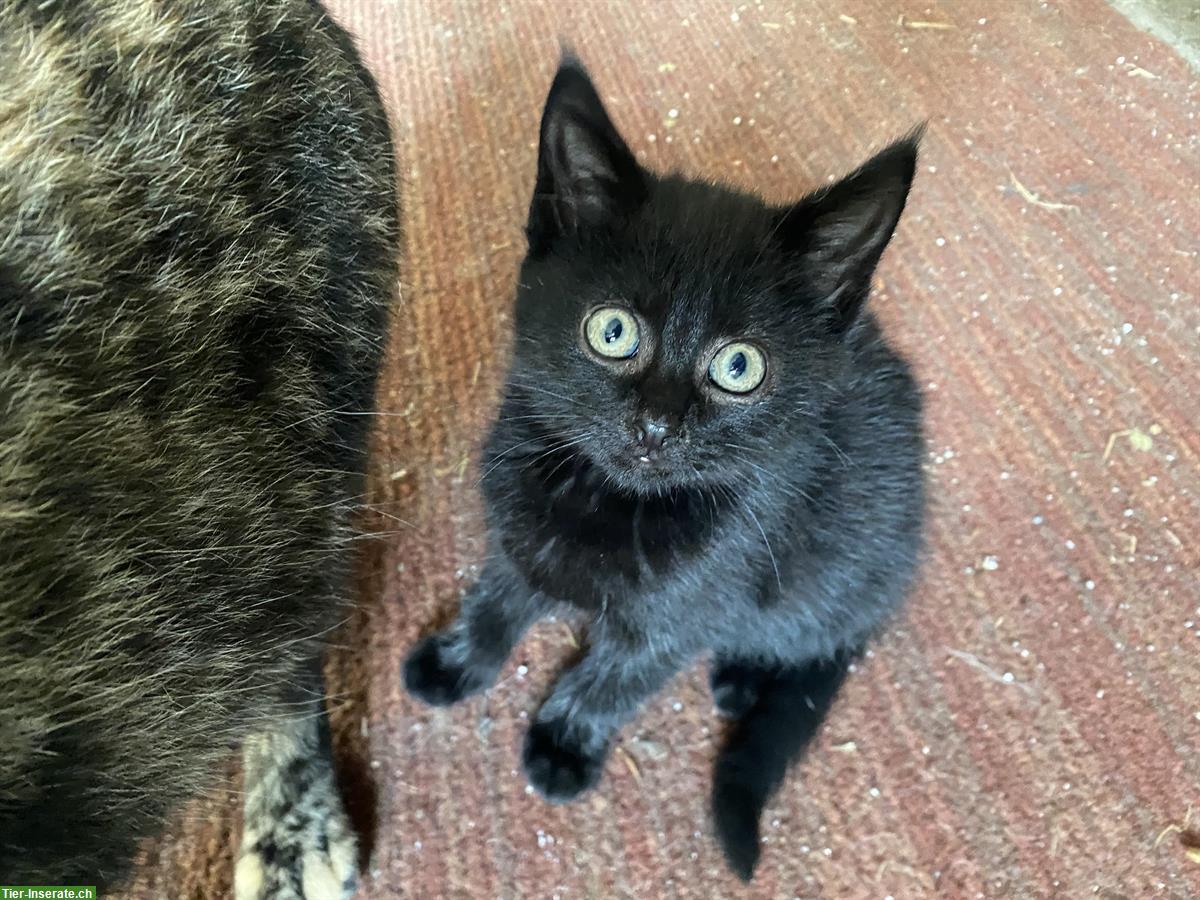 Schwarzes Maine Coon Mix Büsi (w) sucht ein Zuhause