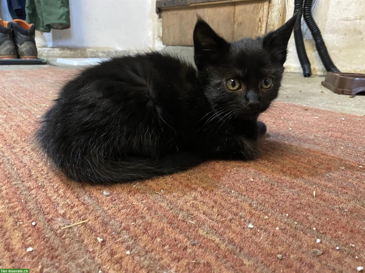 Bild 2: Schwarzes Maine Coon Mix Büsi (w) sucht ein Zuhause