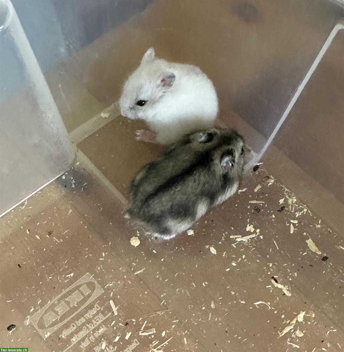 Handzahme Dsungarische Zwerghamster zu verkaufen