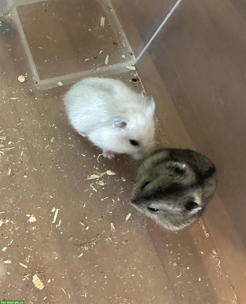 Bild 2: Handzahme Dsungarische Zwerghamster zu verkaufen