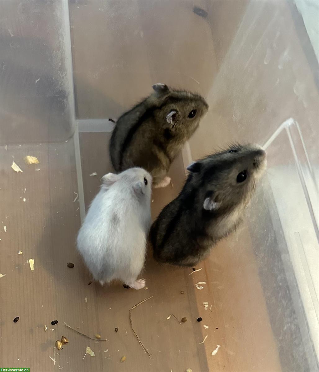 Bild 3: Handzahme Dsungarische Zwerghamster zu verkaufen