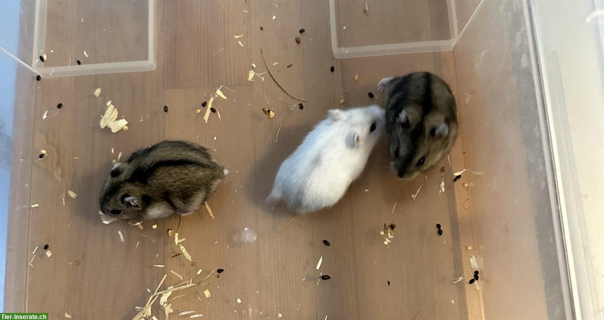 Bild 4: Handzahme Dsungarische Zwerghamster zu verkaufen