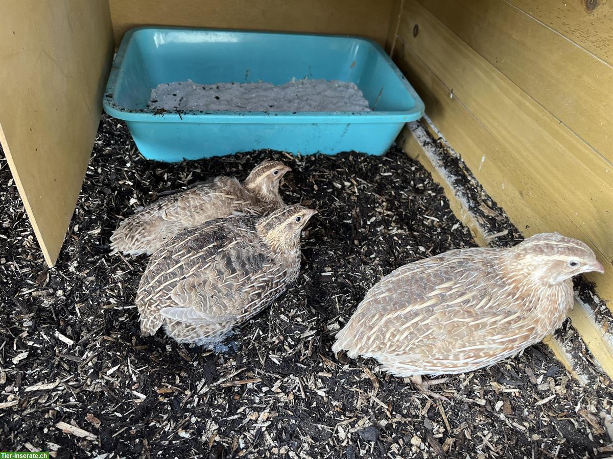 Junge Wachtel Hennen zu verkaufen