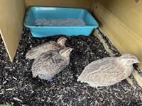 Junge Wachtel Hennen zu verkaufen