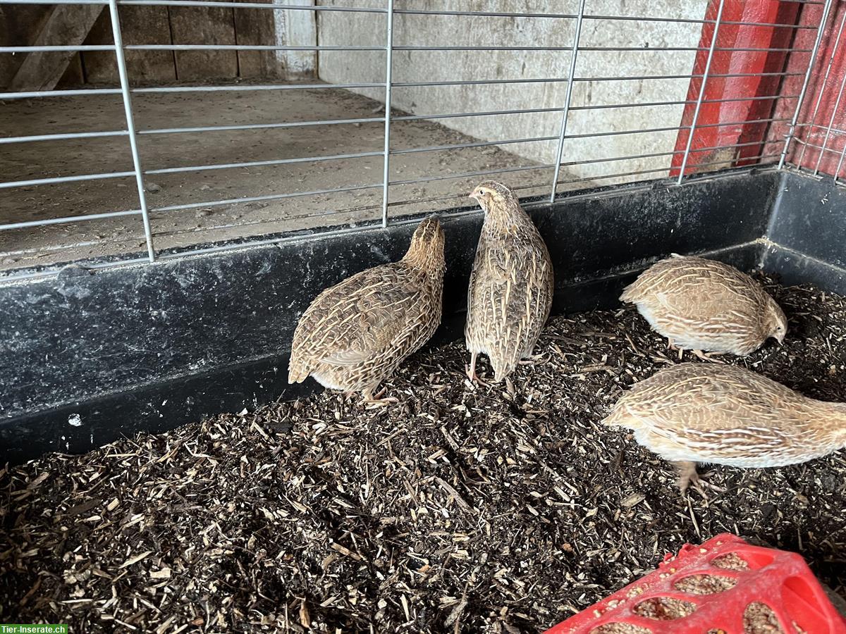 Bild 2: Junge Wachtel Hennen zu verkaufen