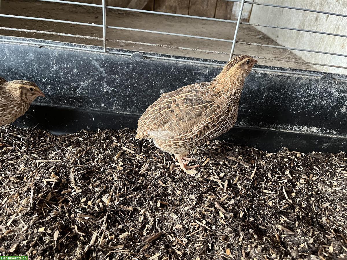 Bild 4: Junge Wachtel Hennen zu verkaufen