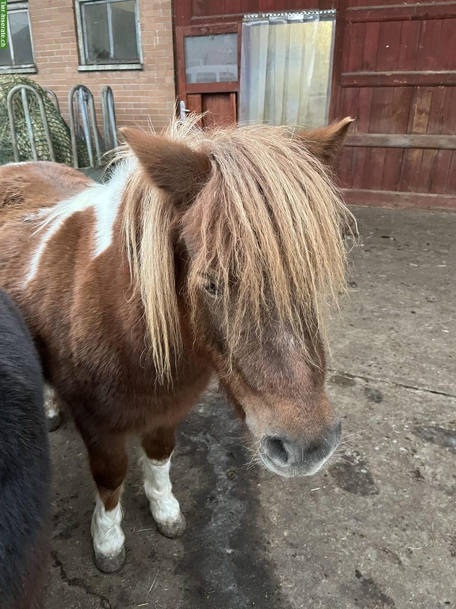 4-jährige Shetty Stute im grossen Mass