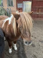 4-jährige Shetty Stute im grossen Mass