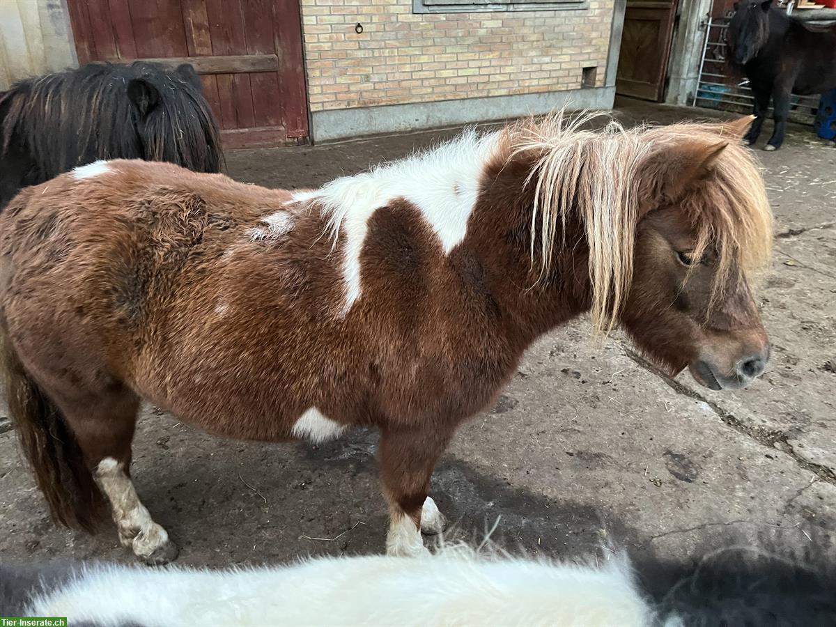 Bild 2: 4-jährige Shetty Stute im grossen Mass