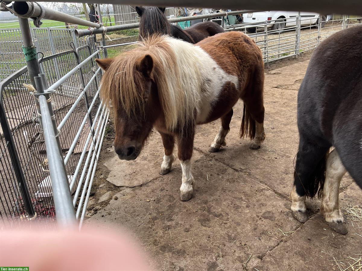 Bild 3: 4-jährige Shetty Stute im grossen Mass