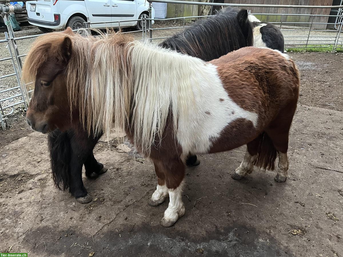 Bild 4: 4-jährige Shetty Stute im grossen Mass